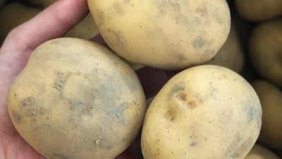 🥔 놓치면 후회! 찜감자🥔 초특가 득템 후기!